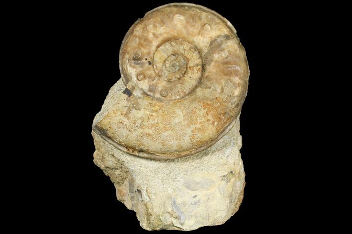 Fossil Ammonite (Euhoploceras) - Somerset, England #131901